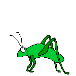 grasshoppy