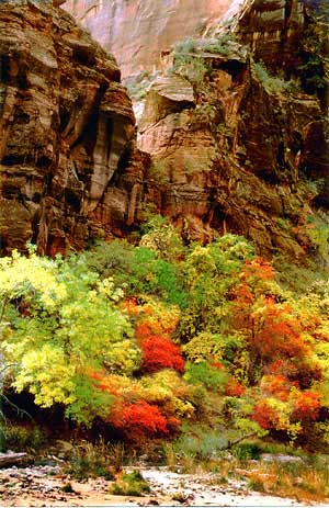 Autumn in Zion National Park